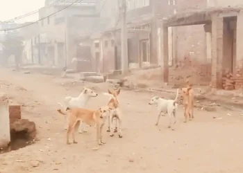 کوٹ سلطان اور مضافات میں آوارہ کتوں کی بھرمار، شہری اعجاز حسین کتے کے حملے میں زخمی،ہسپتال منتقل