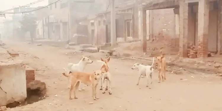 کوٹ سلطان اور مضافات میں آوارہ کتوں کی بھرمار، شہری اعجاز حسین کتے کے حملے میں زخمی،ہسپتال منتقل