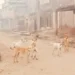 کوٹ سلطان اور مضافات میں آوارہ کتوں کی بھرمار، شہری اعجاز حسین کتے کے حملے میں زخمی،ہسپتال منتقل