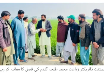 حالیہ بارشوں کے بعد گندم اور دیگر فصلات میں نمایاں بہتری، کاشتکاروں کے چہرے کھل اٹھے، اسسٹنٹ ڈائریکٹر زراعت محمد طلحہ شیخ کا فصلوں کا دورہ، بیماریوں کے تدارک کی ہدایات، گرین ٹریکٹر فیز تھری کی درخواستوں کی تاریخ 25 جنوری تک بڑھا دی گئی
