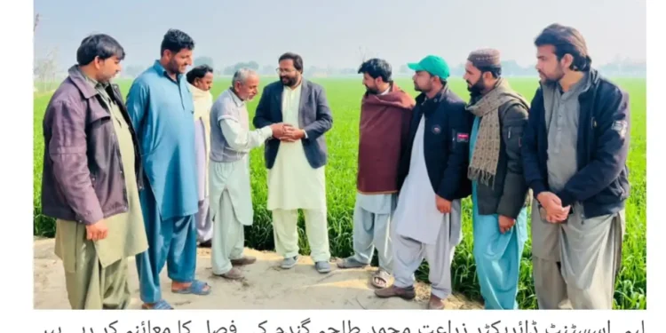 حالیہ بارشوں کے بعد گندم اور دیگر فصلات میں نمایاں بہتری، کاشتکاروں کے چہرے کھل اٹھے، اسسٹنٹ ڈائریکٹر زراعت محمد طلحہ شیخ کا فصلوں کا دورہ، بیماریوں کے تدارک کی ہدایات، گرین ٹریکٹر فیز تھری کی درخواستوں کی تاریخ 25 جنوری تک بڑھا دی گئی