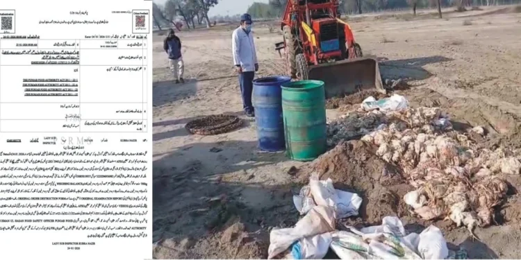 لیہ میں پنجاب فوڈ اتھارٹی کی بڑی کارروائی، مردہ مرغیوں سے بھرا لوڈر رکشہ پکڑ لیا گیا،700 کلو مضر صحت گوشت تلف، ملزم گرفتار، کارروائی تھانہ کروڑ کی حدود میں عمل میں لائی گئی