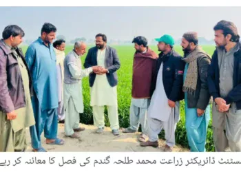 حالیہ بارشوں کے بعد گندم اور دیگر فصلات میں نمایاں بہتری، کاشتکاروں کے چہرے کھل اٹھے، اسسٹنٹ ڈائریکٹر زراعت محمد طلحہ شیخ کا فصلوں کا دورہ، بیماریوں کے تدارک کی ہدایات، گرین ٹریکٹر فیز تھری کی درخواستوں کی تاریخ 25 جنوری تک بڑھا دی گئی