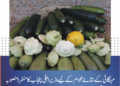 مہنگائی کے ستائے عوام کے لیے وزیراعلیٰ پنجاب کا منفرد منصوبہ، "سانجھی سبزی” کے تحت مفت سبزیوں کی فراہمی شروع