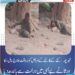 خیرپور: کتے کے کاٹنے کے مریض کو بروقت علاج نہ مل سکا، ورثا نے بے بسی میں درخت سے باندھ دیا واقعے نے طبی سہولیات اور انسدادِ ریبیز ویکسین کی دستیابی پر سنگین سوالات اٹھا دیے، عوام نے حکام سے فوری نوٹس لینے کا مطالبہ